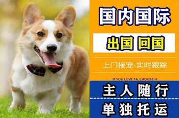 合肥宠物托运公司合肥宠物托运公司合肥宠物托运公司