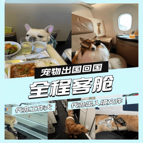 合肥宠物托运到白俄罗斯宠物入境规定和要求